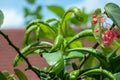 A green plant that has disease showing out by having contort or Royalty Free Stock Photo