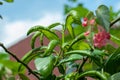 A green plant that has disease showing out by having contort or Royalty Free Stock Photo