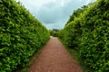 Green plant hedge, pathway in garden or park, corridor perspective view, landscape design concept Royalty Free Stock Photo