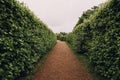 Green plant hedge, pathway in Petergof in St.Petersburg garden or park, corridor perspective view, landscape design concept Royalty Free Stock Photo