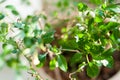 Green plant or herb or chili plant with woody stems and small leaves with blurry background. Indoor gardening or houseplant or