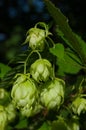 Green plant hops Royalty Free Stock Photo