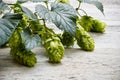 Green plant hops Royalty Free Stock Photo