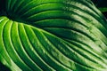 Green Plant Hosta Leaf Background, Macro Photo