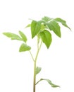 Green plant isolated