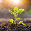 Germinating green plant on earth, blurred background.