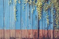 Green plant ivy on old blue wooden wall. Vintage filter effect Royalty Free Stock Photo