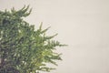 Green plant ivy on old white cement wall. Vintage filter effect Royalty Free Stock Photo