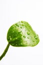 Green plant leaf Royalty Free Stock Photo