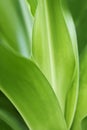 Green plant leaf and fresh abstract background