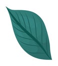 green plant leaf