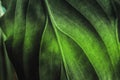 Green plant leaf texture, macro shot. Nature background, spring flora Royalty Free Stock Photo