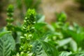 Green Plant Leaf Tulsi Flower In Garden Grass Flora Basil Royalty Free Stock Photo