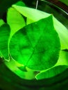 Green plant leaf veins under light Royalty Free Stock Photo