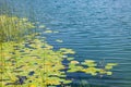 Green plant and leaves above water on lake edge