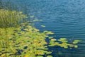 Green plant and leaves above water on lake edge