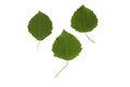 Green plant leaves of aspen tree on a white isolated background Royalty Free Stock Photo