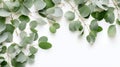 Green plant with leaves and branches, hanging over edge of white background. The plant is covered in small blue berries Royalty Free Stock Photo
