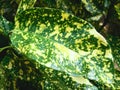Green Plant Leaves Closeups Royalty Free Stock Photo
