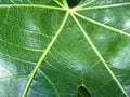 Green Plant Leaves Closeups