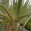 Green Plant Leaves Fresh after the rain, Kingdom Plantae, light to dark green