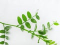 Green plant leaves frozen in ice, with air bubbles Royalty Free Stock Photo