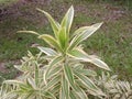 Green plant leaves that look beautiful and have a unique and attractive shape