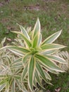 Green plant leaves that look beautiful and have a unique and attractive shape