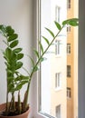 Green plant leaves, modern design home decoration close-up on the windowsill Royalty Free Stock Photo