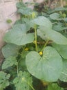 Green plant leaves with small yellow flowers Royalty Free Stock Photo