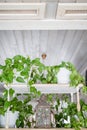 Green plant leaves sticking out of a pot on a shelf in a bright room, vintage lantern iron decor Royalty Free Stock Photo