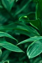 Green plant leaves in the sunshine and darkness