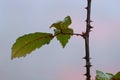 Green plant leaves texture