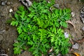 Green plant leaves textured background, green plant leaves pattern background, green foliage wallpaperGreen plant leaves textured