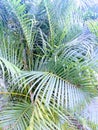 Green plant leaves textured in the nature