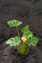 Green plant with green leaves and yellow flower zucchini or pumpkin on ground. Royalty Free Stock Photo