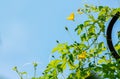 green plant and little flower yellow color with blue sky on background Royalty Free Stock Photo