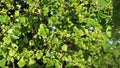 Green plant with little purple flowers