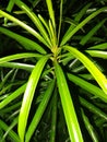 Green plant long leaves night view