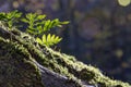 Green plant on a moss covered stone on a blurred background in the backlit Royalty Free Stock Photo