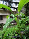 Green growing banana plant picture