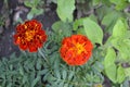 Marigold. Tagetes erecta. Flowering herb. Orange flowers Royalty Free Stock Photo