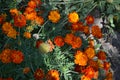 Marigold. Tagetes erecta. Flowering herb. Orange flowers Royalty Free Stock Photo