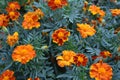 Marigold. Tagetes erecta. Flowering herb. Orange flowers Royalty Free Stock Photo