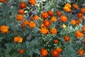 Marigold. Tagetes erecta. Flowering herb. Orange flowers Royalty Free Stock Photo