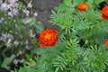 Marigold. Tagetes erecta. Flowering herb. Orange flowers Royalty Free Stock Photo