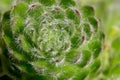 Green plant with natural spiral macro