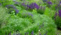 Salvia nemorosa Stippa capilata lush flower bed with sage blue purple flower color combined with yellow ornamental grasses lush Royalty Free Stock Photo