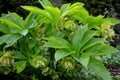Heleborus niger hellebore green ovary seeds of perennial evergreen flower in flowerbed in garden