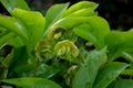 Heleborus niger hellebore green ovary seeds of perennial evergreen flower in flowerbed in garden